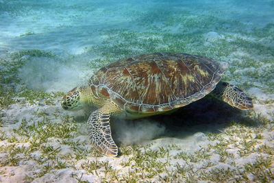 Close-up of turtle swimming in sea