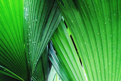 Full frame shot of palm leaves