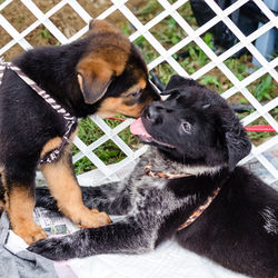 Close-up of puppy