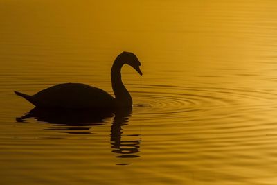 Silhouette duck swimming in lake during sunset