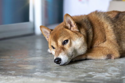 Close-up of a dog lying on floor