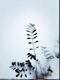 Low angle view of plant against wall