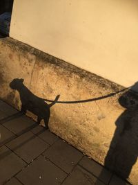 High angle view of dog standing on footpath