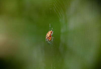 Close-up of spider on web