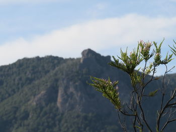 Close-up of plant against sky