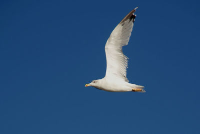 Low angle view of seagull flying in sky