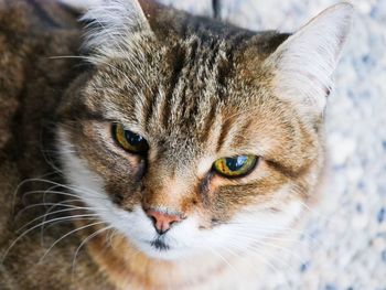 Close-up portrait of cat