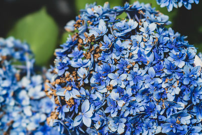 Close-up of blue hydrangea flowers