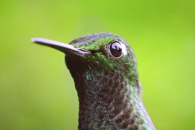 Close-up of a bird