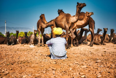 Rear view of man sitting against camels at desert