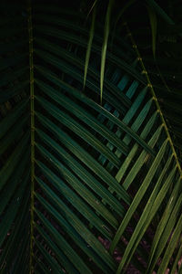 Full frame shot of palm leaves