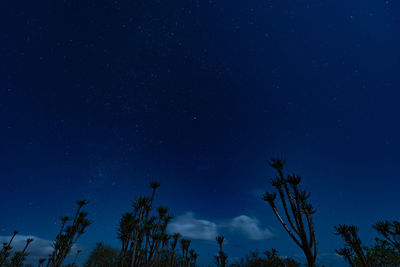 Low angle view of trees against sky at night