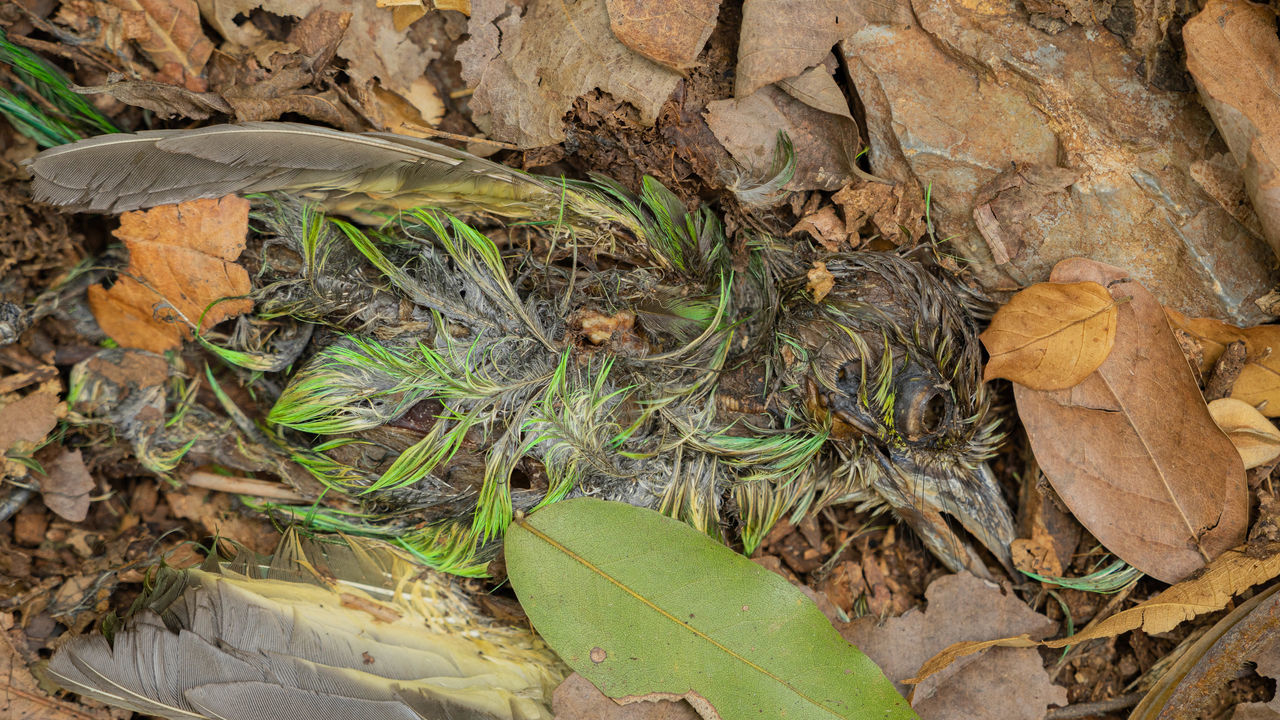 HIGH ANGLE VIEW OF DRIED LEAVES ON PLANT