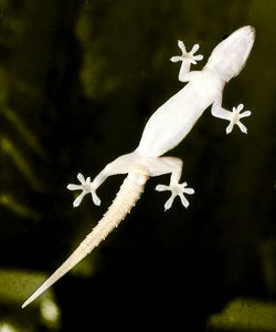 A gecko is climbing over a window 