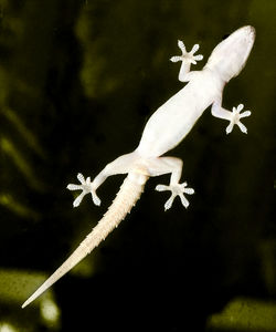 Close-up of lizard on a plant