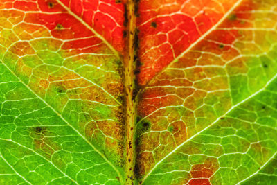 leaf