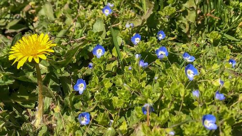 Close-up of purple flowering plants