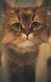 Close-up portrait of a cat