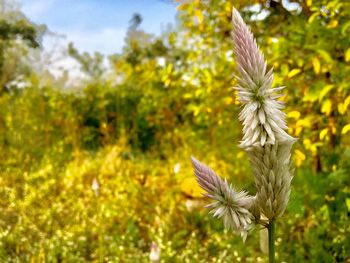 Close-up of flower blooming in field