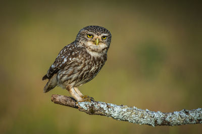 Owl perching on twig