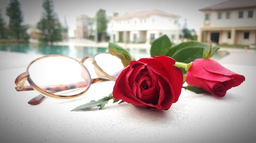 Close-up of rose roses on table