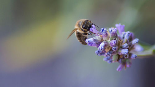 Close-up of bee on purple flower