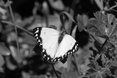 Close-up of butterfly perching on fresh flower