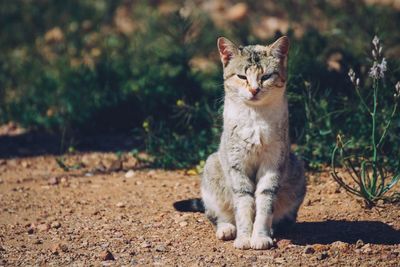 Portrait of cat relaxing on field