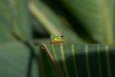 Close-up of frog on leaf