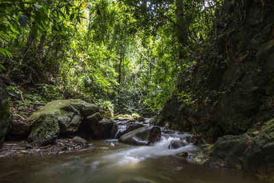 Stream flowing through rocks in forest