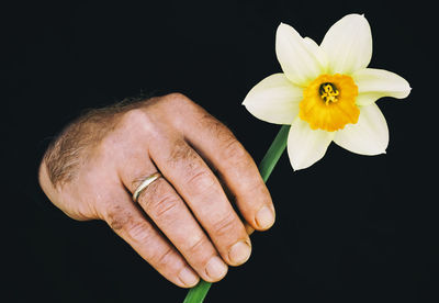 Close-up of hand holding yellow flower against black background