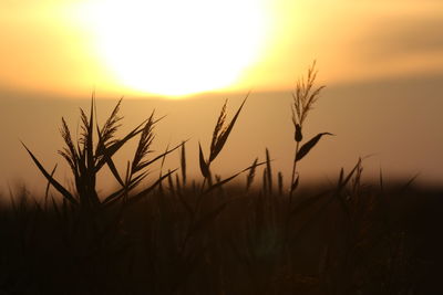 Close-up of silhouette plants on field against sunset sky