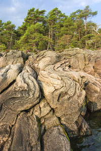 View of rocks in the forest