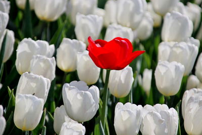 Close-up of white tulips on field