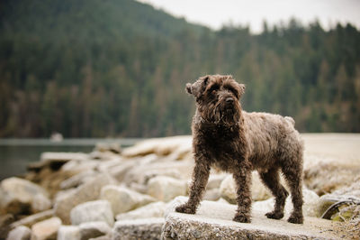 Dog on tree against sky