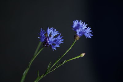 Close-up of purple flowering plant