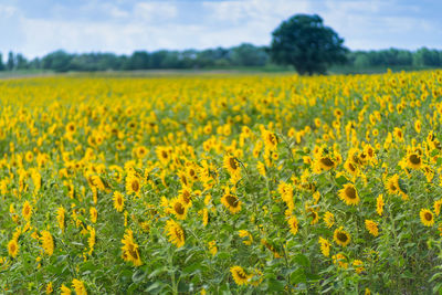 Scenic view of oilseed rape field