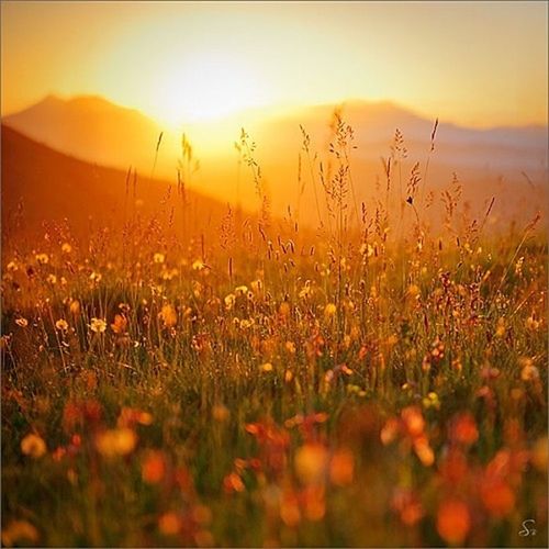 field, landscape, sunset, sun, growth, tranquil scene, beauty in nature, tranquility, nature, plant, grass, scenics, rural scene, sky, agriculture, sunlight, flower, sunbeam, lens flare, selective focus