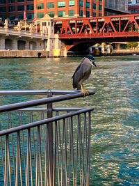 Seagull perching on railing in canal