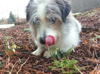 Close-up of dog