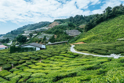 Scenic view of agricultural landscape against sky