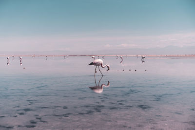 Flamingo searching for food in salt lagoon in atacama desert, chile