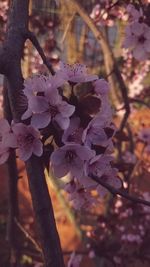 Close-up of cherry blossoms on branch