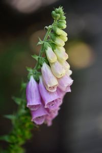 Close-up of flower against blurred background