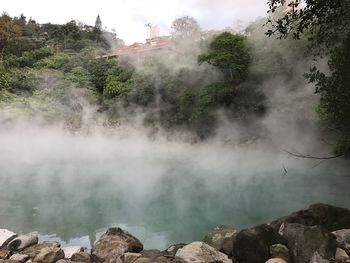 Panoramic view of trees in water