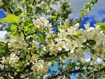 Low angle view of flowers blooming on tree