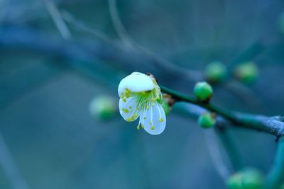 Close-up of white cherry blossoms in spring