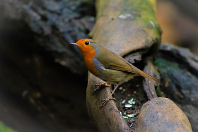 Close-up of bird perching outdoors