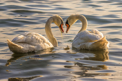 Swans in a lake