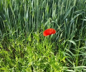 Red flowers growing in field